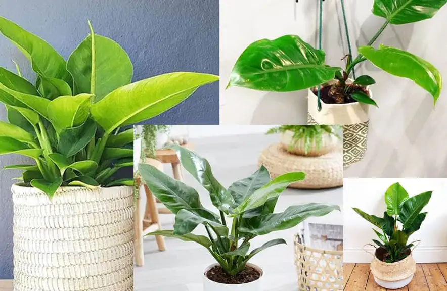 Philodendron Erubescens Care Tips, Symbolism, and More Xu Farm