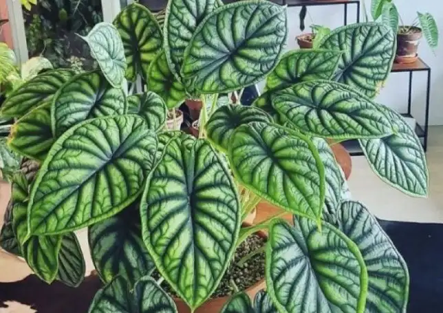 alocasia baginda dragon scale