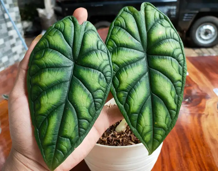 alocasia dragon scale plant