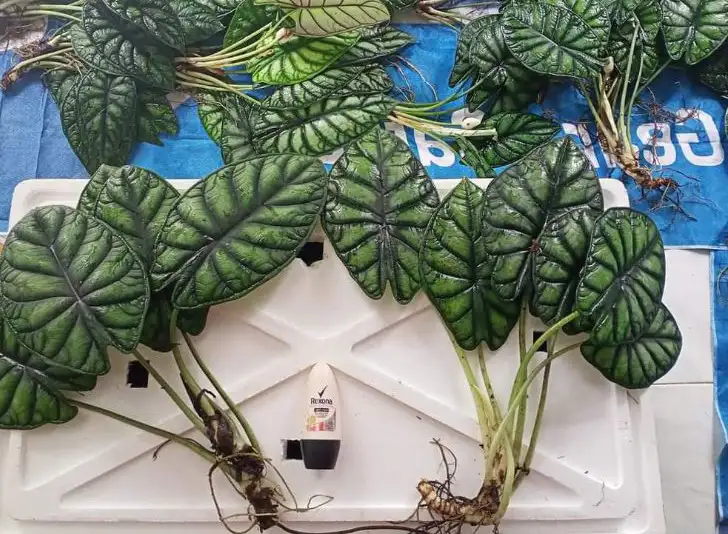 alocasia dragon scale propagation
