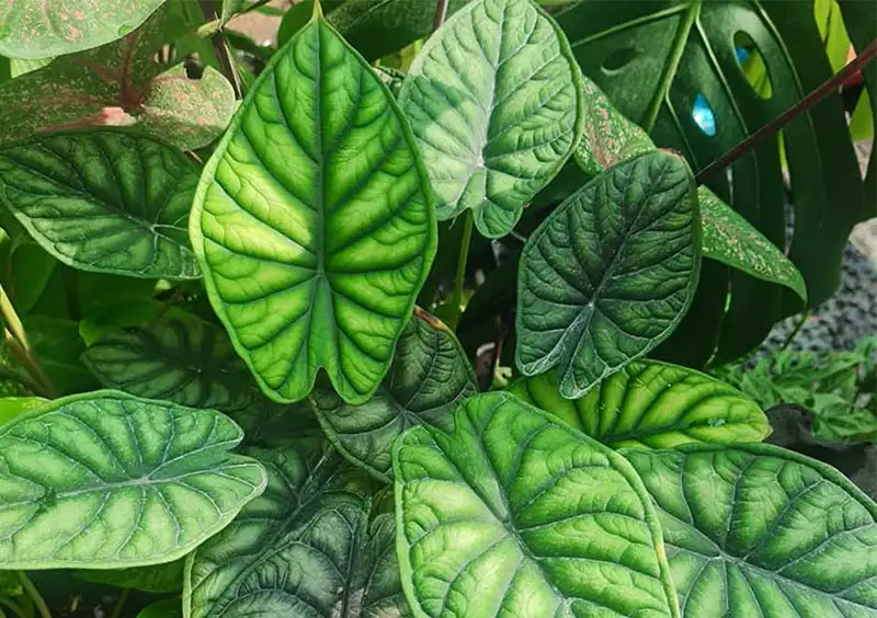 alocasia dragon scale variegated