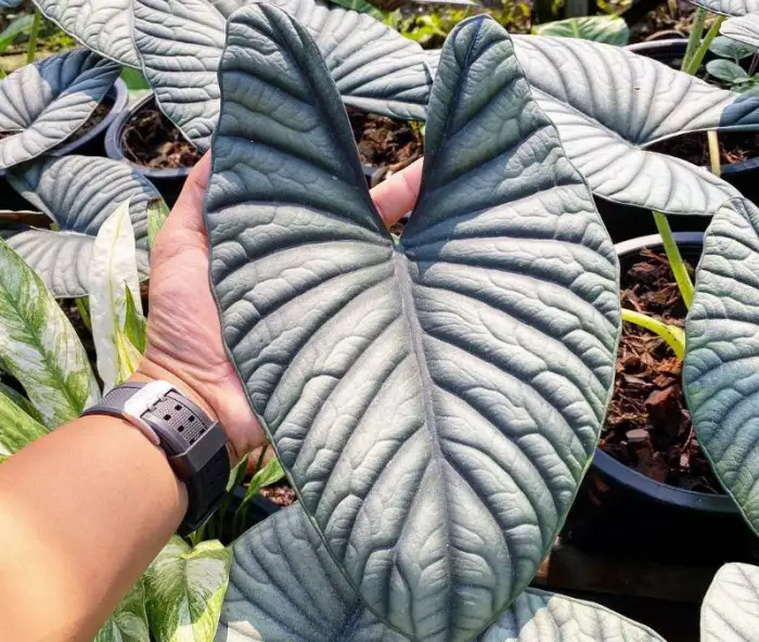 alocasia nebula elaine