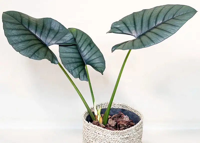 alocasia nebula imperialis