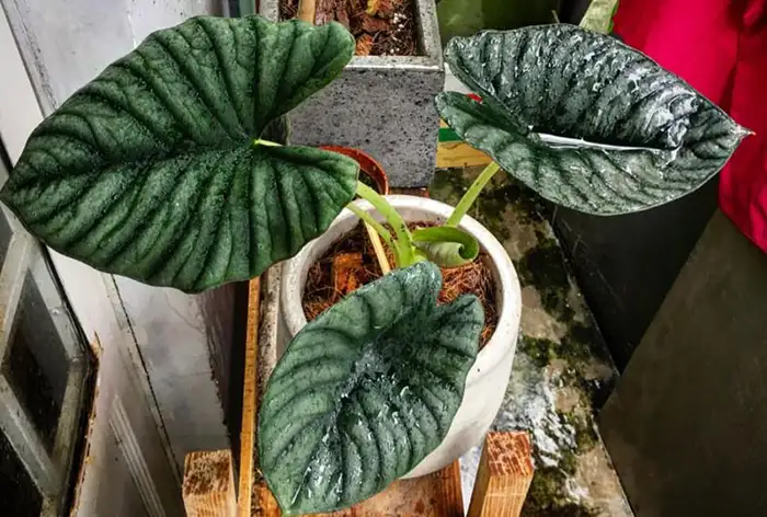 alocasia nebula 'imperialis