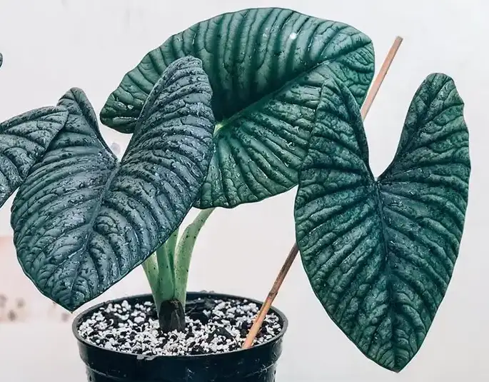 alocasia nebula pink