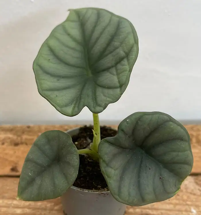 alocasia nebula plant