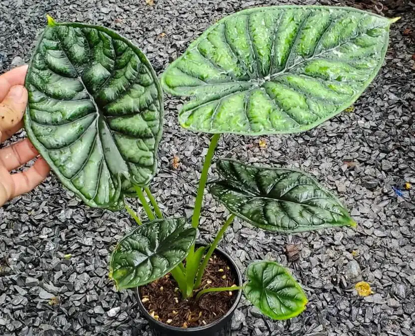 dragon scale alocasia