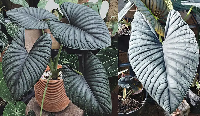 nebula alocasia