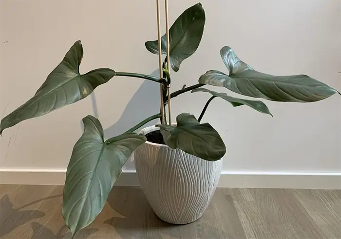 Hastatum Philodendron plant