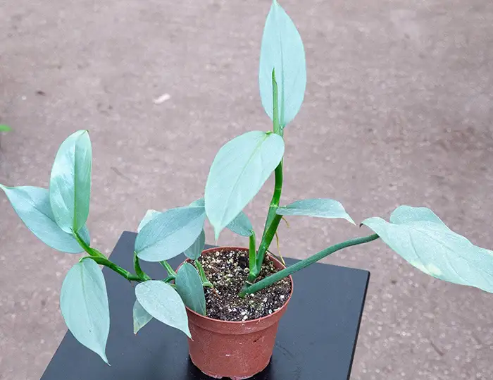 Philodendron Hastatum Fertilization