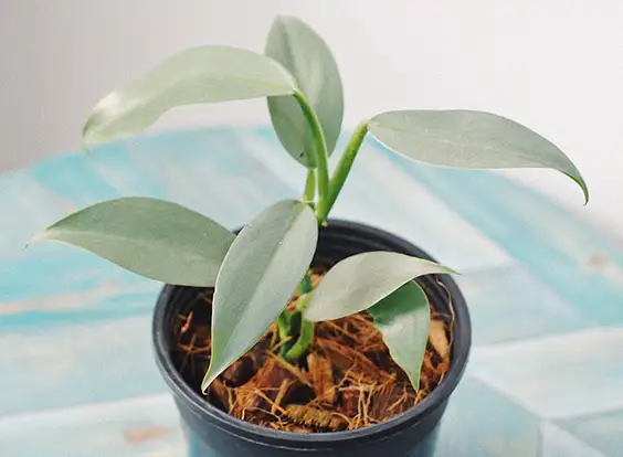 Philodendron Hastatum care