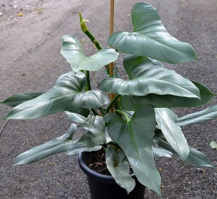 Philodendron Hastatum mature