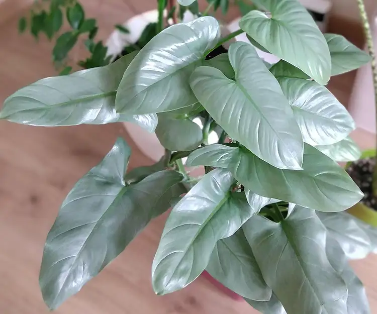 Philodendron Hastatum