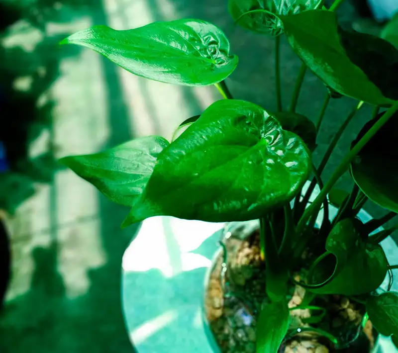 alocasia cucullata Humidity