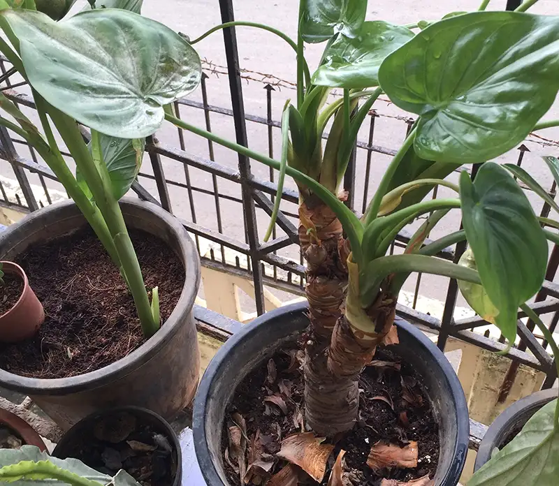 alocasia cucullata care