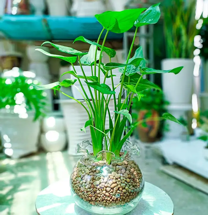 alocasia cucullata in water