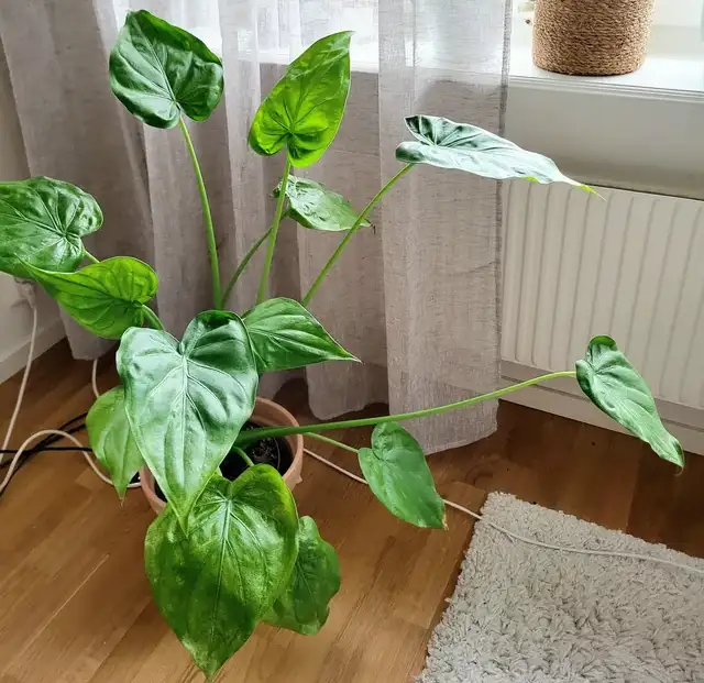 alocasia cucullata light