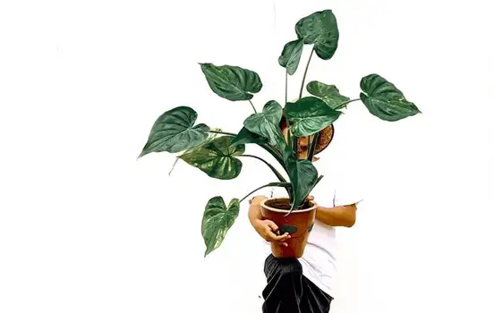 alocasia cucullata plant