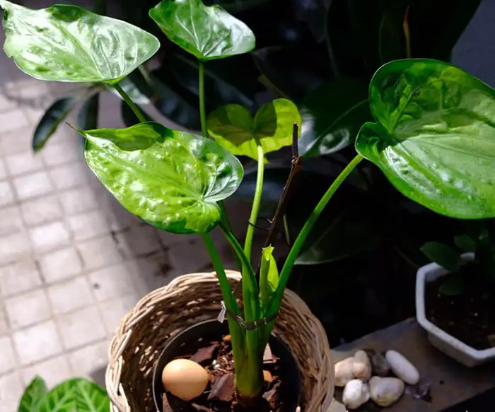 alocasia cucullata variegated