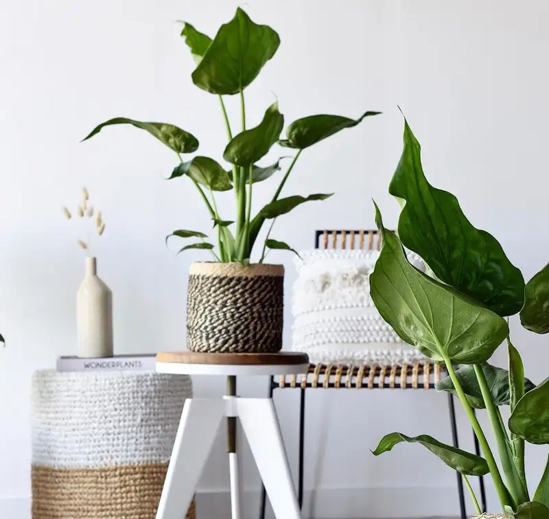 alocasia cucullata variegated