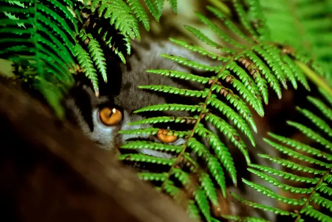 are birds nest ferns toxic to cats