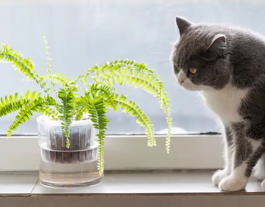 are ferns toxic
