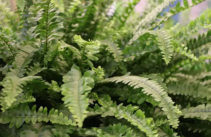 are maidenhair ferns toxic to cats