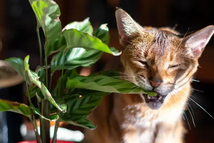 are philodendrons toxic to cats