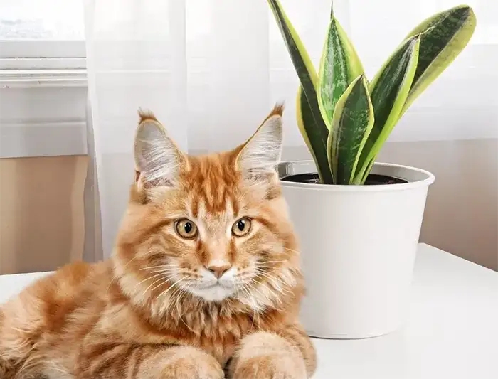are snake plant poisonous to cats