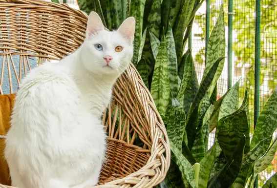 are snake plants poisonous to cats and dogs