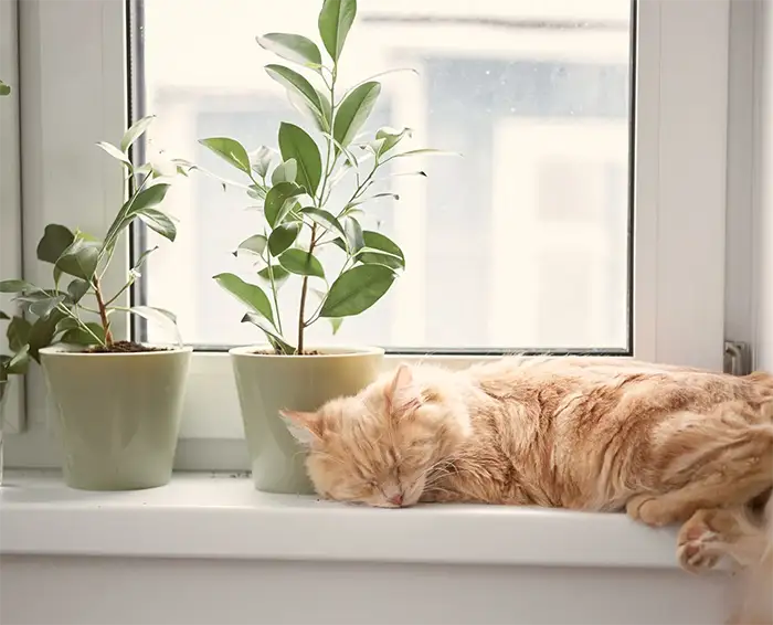 are snake plants poisonous to dogs and cats