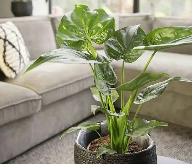 cucullata alocasia
