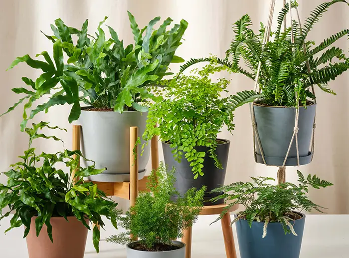 ferns toxic to cats