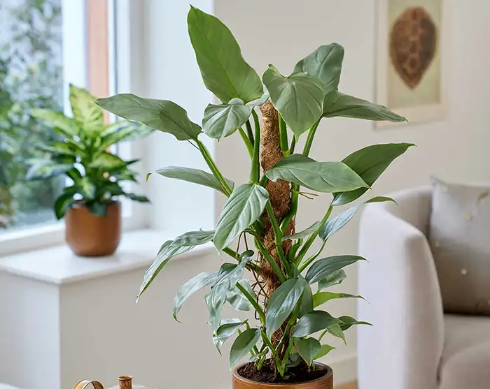 hastatum silver sword philodendron