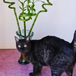 is lucky bamboo toxic to cats