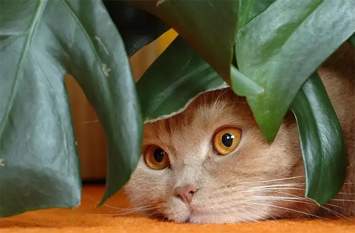 is philodendron toxic to cats