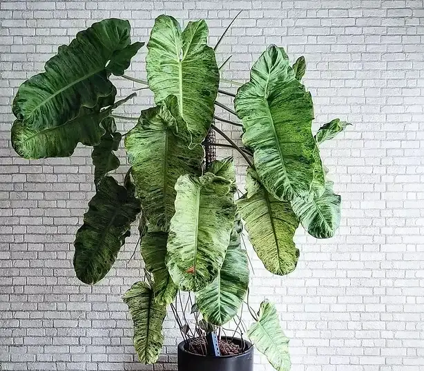 paraiso verde philodendron