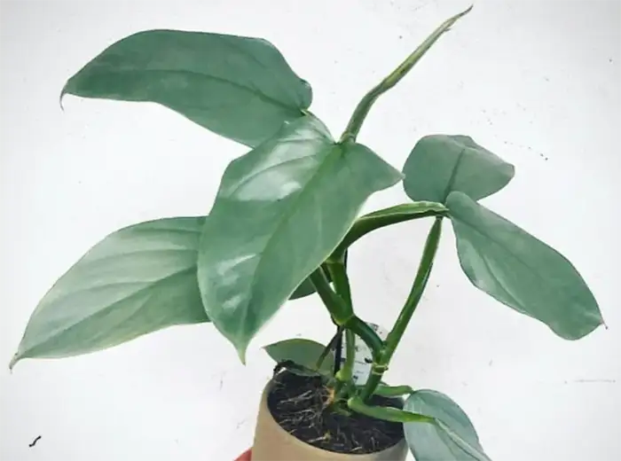 philodendron hastatum silver sword
