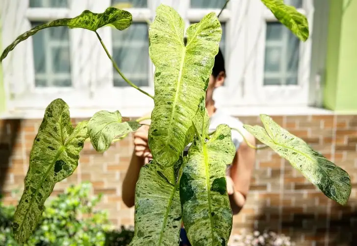 philodendron paraiso verde Care and Pruning