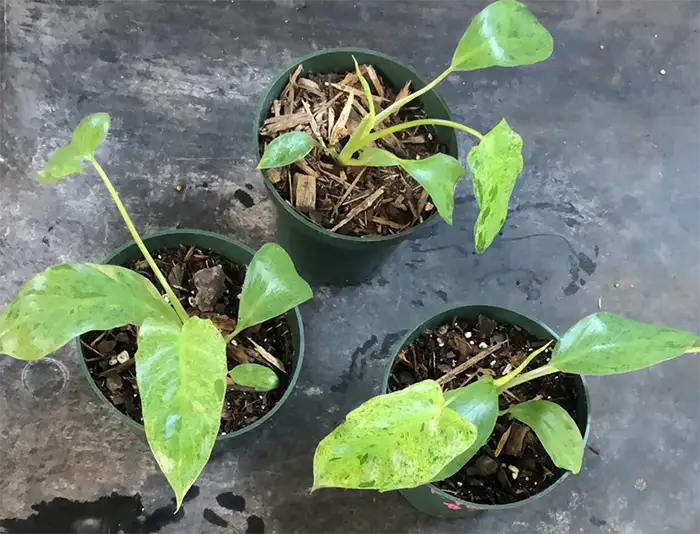 philodendron paraiso verde Soil