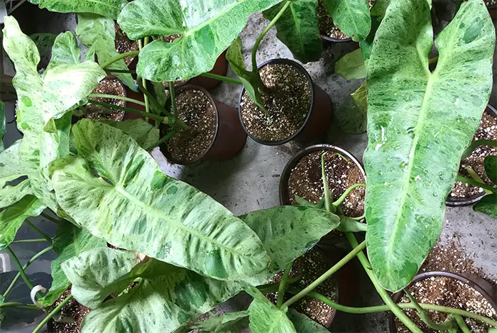 philodendron paraiso verde care