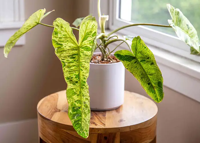 philodendron paraiso verde light