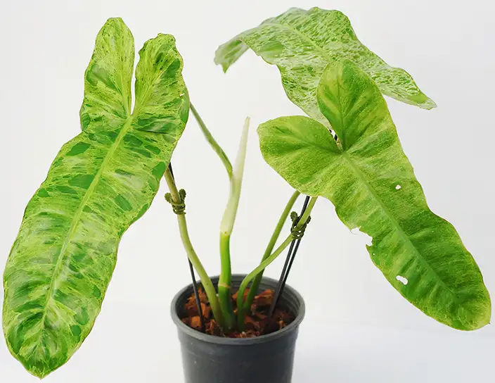 philodendron paraiso verde plant