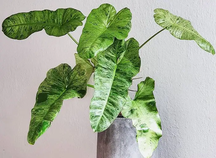 philodendron paraiso verde reverted