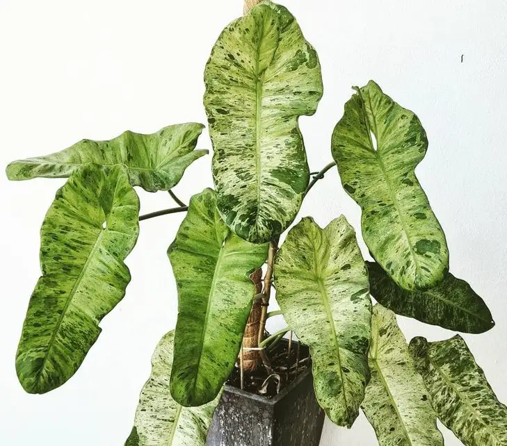 philodendron paraiso verde