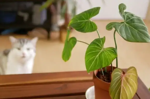 philodendron toxicity to cats