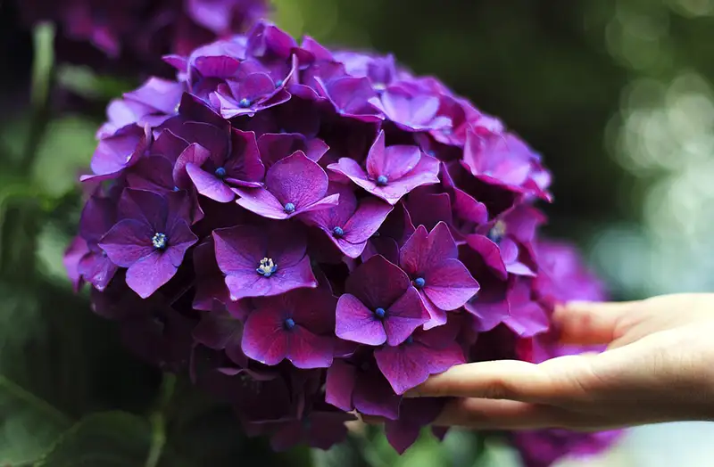 Purple hydrangea meaning