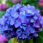 blue hydrangea meaning