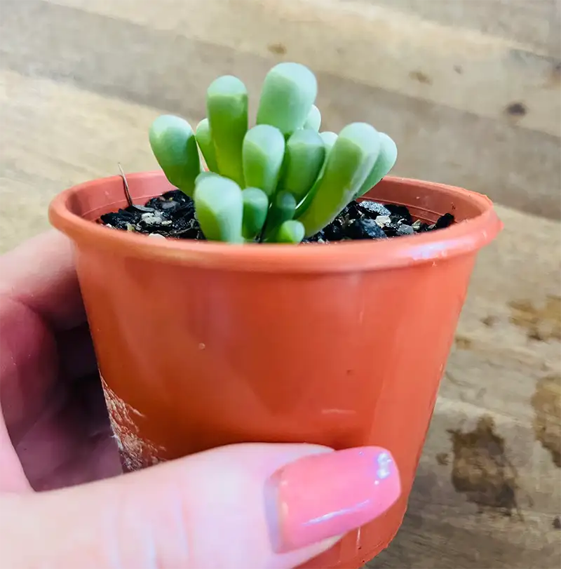 Baby Toes Cultivating