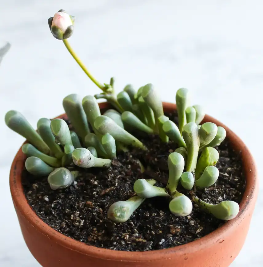 Baby Toes Fertilization